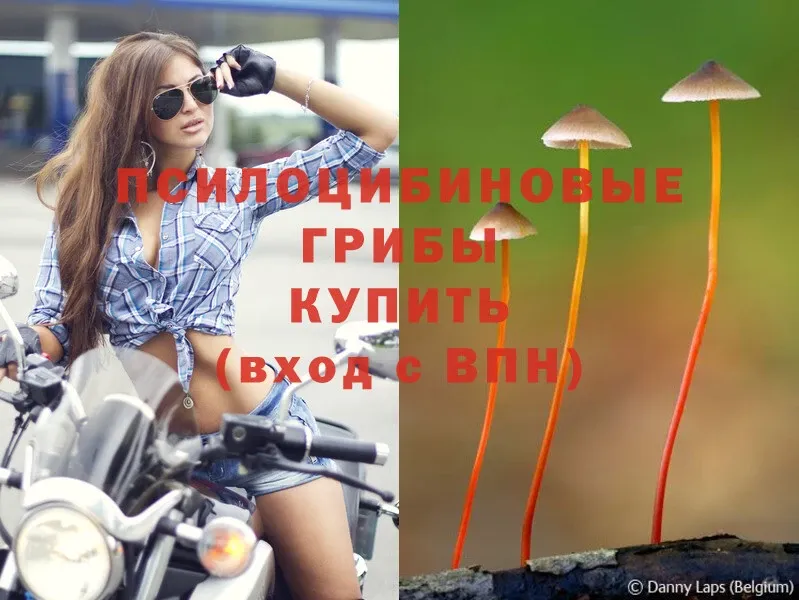 Псилоцибиновые грибы Psilocybe  Карталы 